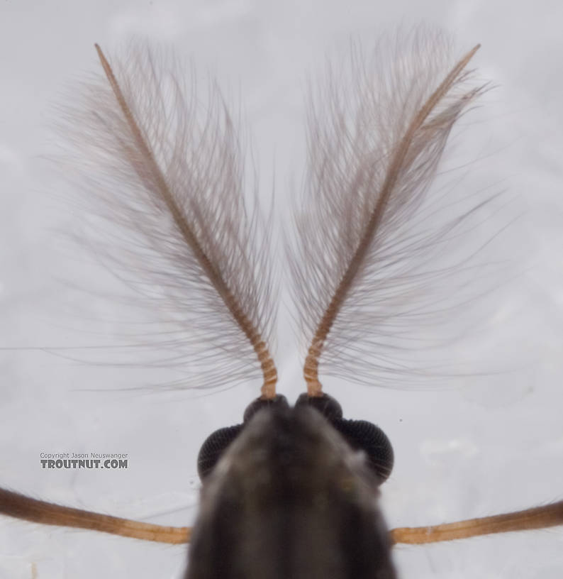 Male Stictochironomus Midge Adult from Mystery Creek #62 in New York