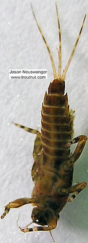 Ephemerella (Hendricksons, Sulphurs, PMDs) Mayfly Nymph from the Namekagon River in Wisconsin