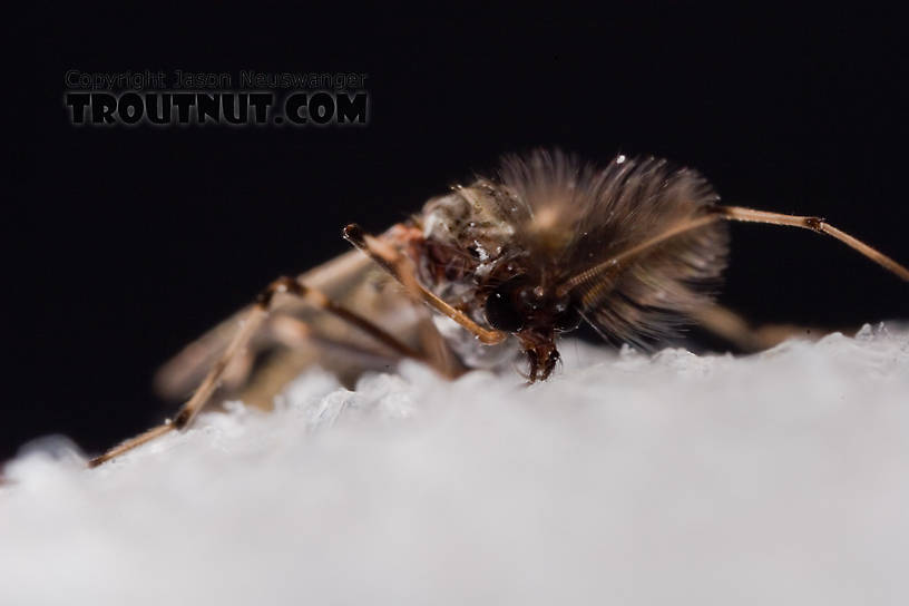 Male Stictochironomus Midge Adult from Mystery Creek #62 in New York