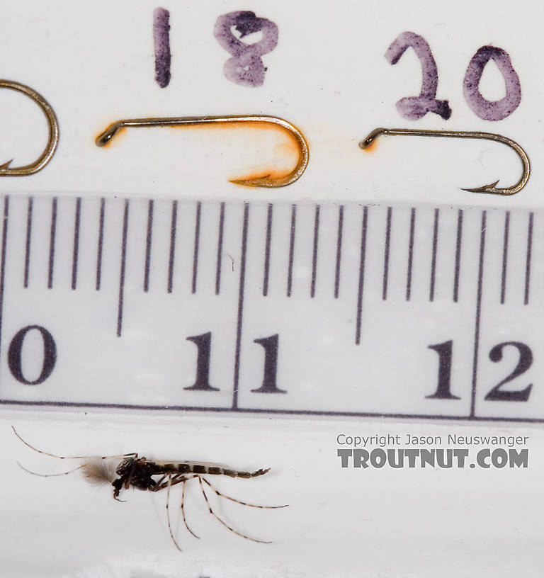 Male Stictochironomus Midge Adult from Mystery Creek #62 in New York