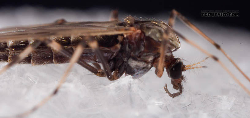 Female Chironomidae (Midges) Midge Adult from Mystery Creek #62 in New York