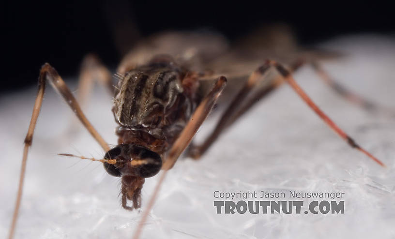 Female Chironomidae (Midges) Midge Adult from Mystery Creek #62 in New York