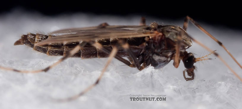 Female Chironomidae (Midges) Midge Adult from Mystery Creek #62 in New York