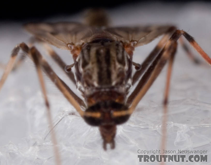 Female Chironomidae (Midges) Midge Adult from Mystery Creek #62 in New York