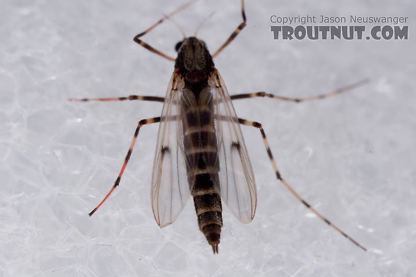 Female Chironomidae (Midges) Midge Adult from Mystery Creek #62 in New York