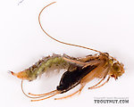 Cheumatopsyche (Little Sister Sedges) Caddisfly Pupa