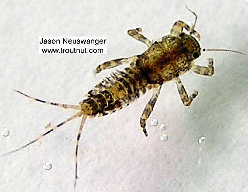 Ephemerella invaria (Sulphur Dun) Mayfly Nymph from the Namekagon River in Wisconsin