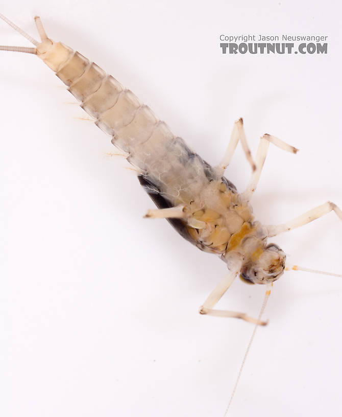 Baetis (Blue-Winged Olives) Mayfly Nymph from Cayuta Creek in New York