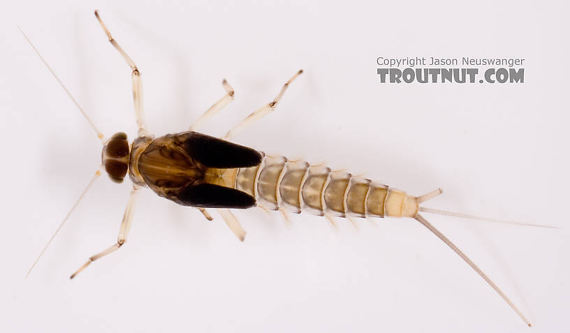 Baetis (Blue-Winged Olives) Mayfly Nymph from Cayuta Creek in New York