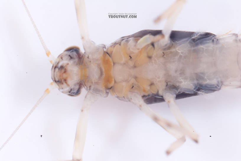 Baetis (Blue-Winged Olives) Mayfly Nymph from Cayuta Creek in New York