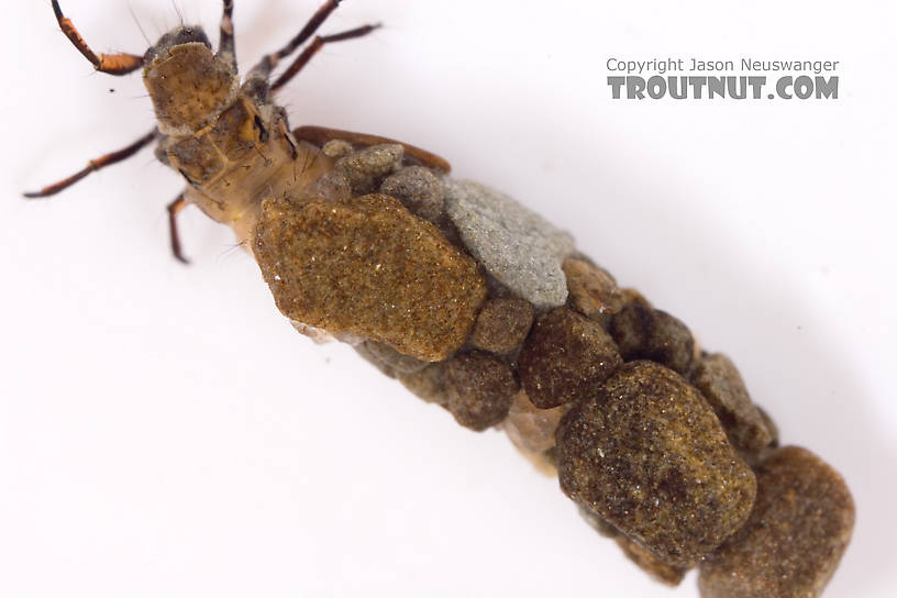 Neophylax (Autumn Mottled Sedges) Caddisfly Larva from Cayuta Creek in New York