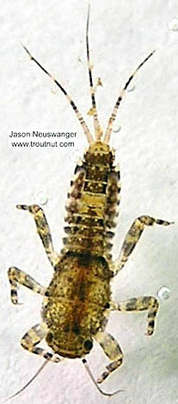 Ephemerella invaria (Sulphur Dun) Mayfly Nymph from the Namekagon River in Wisconsin