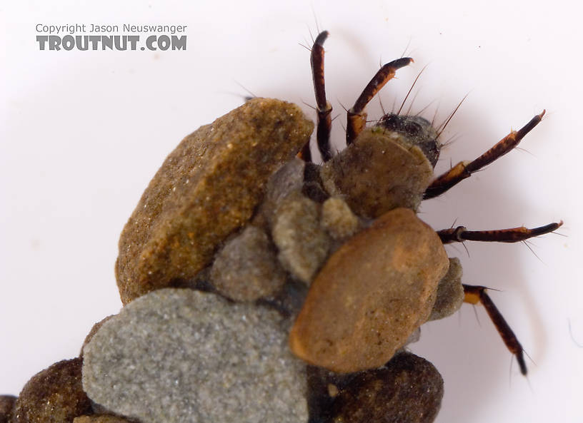 Neophylax (Autumn Mottled Sedges) Caddisfly Larva from Cayuta Creek in New York