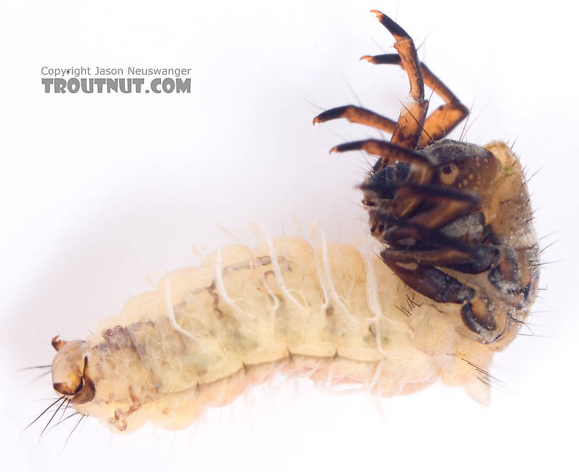 Neophylax (Autumn Mottled Sedges) Caddisfly Larva from Cayuta Creek in New York