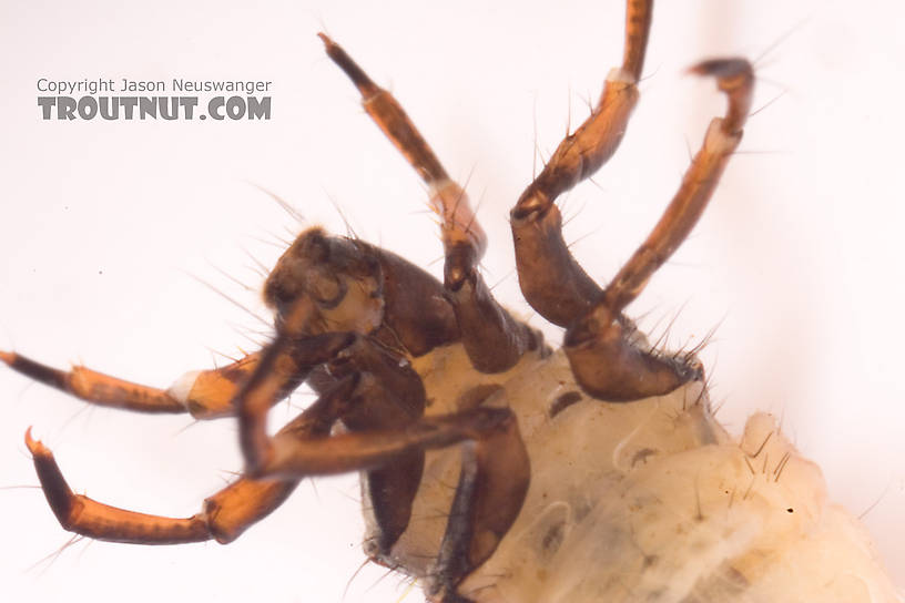 Neophylax (Autumn Mottled Sedges) Caddisfly Larva from Cayuta Creek in New York