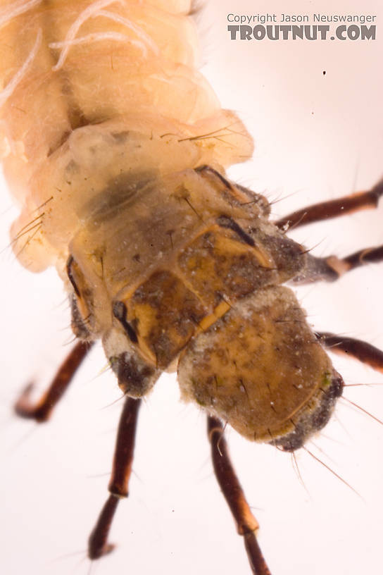 Neophylax (Autumn Mottled Sedges) Caddisfly Larva from Cayuta Creek in New York