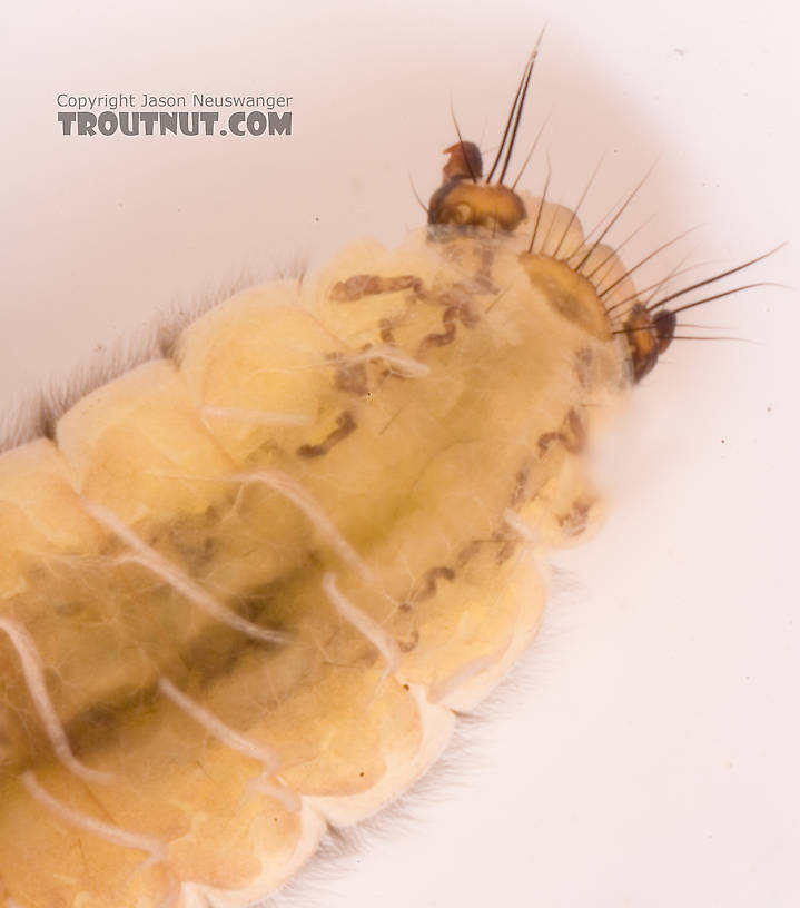 Neophylax (Autumn Mottled Sedges) Caddisfly Larva from Cayuta Creek in New York