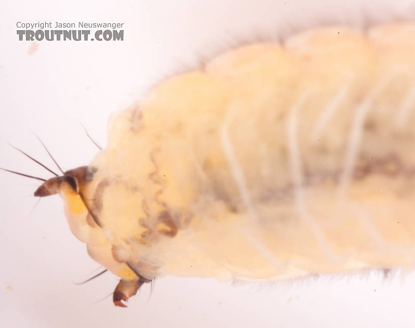 Neophylax (Autumn Mottled Sedges) Caddisfly Larva from Cayuta Creek in New York