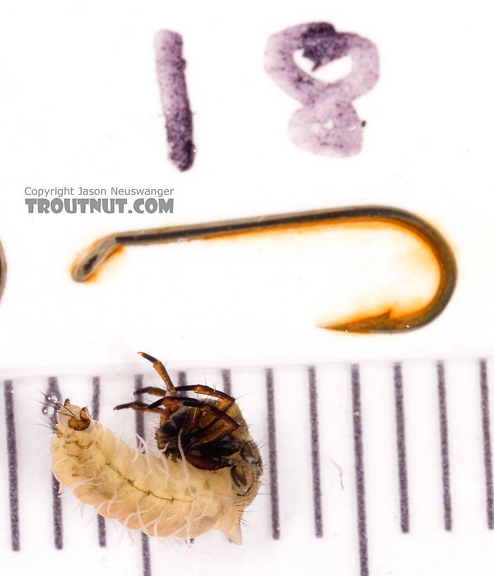 Neophylax (Autumn Mottled Sedges) Caddisfly Larva from Cayuta Creek in New York