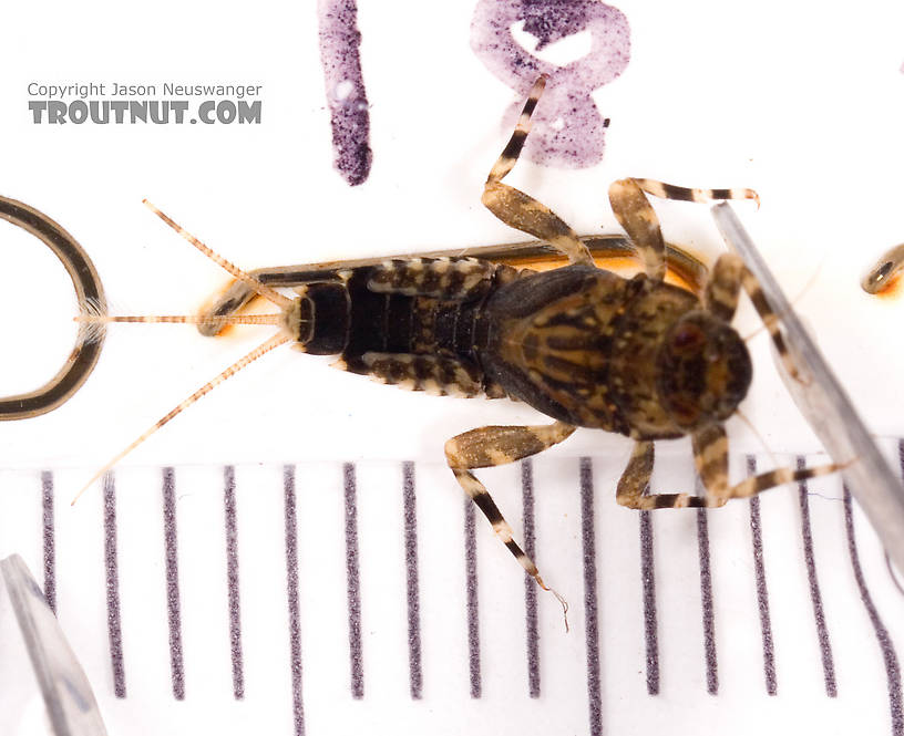 Ephemerella (Hendricksons, Sulphurs, PMDs) Mayfly Nymph from Cayuta Creek in New York