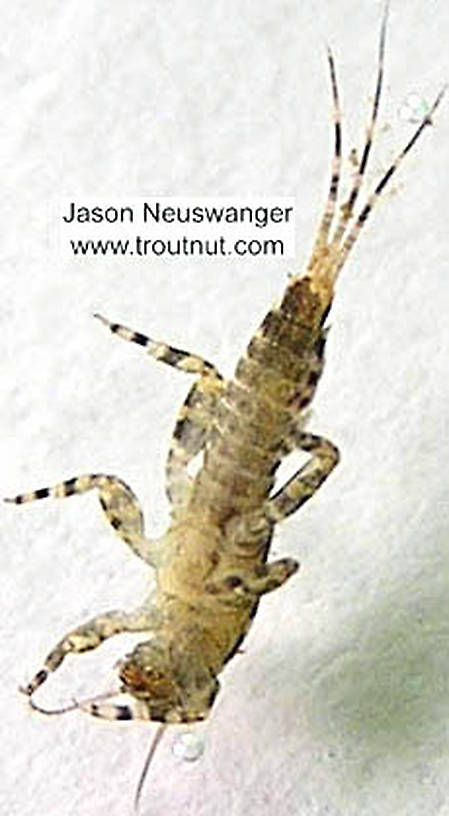 Ephemerella invaria (Sulphur Dun) Mayfly Nymph from the Namekagon River in Wisconsin