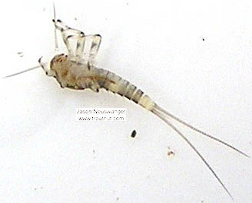 Baetidae (Blue-Winged Olives) Mayfly Nymph from unknown in Wisconsin