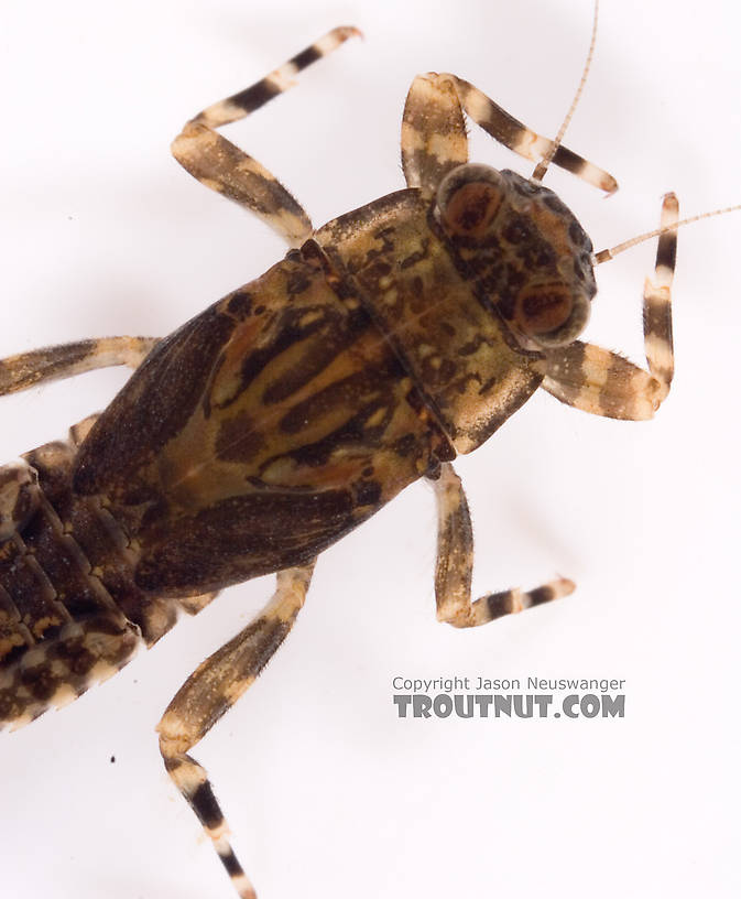 Ephemerella (Hendricksons, Sulphurs, PMDs) Mayfly Nymph from Cayuta Creek in New York