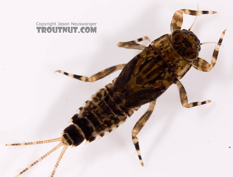 Ephemerella (Hendricksons, Sulphurs, PMDs) Mayfly Nymph from Cayuta Creek in New York