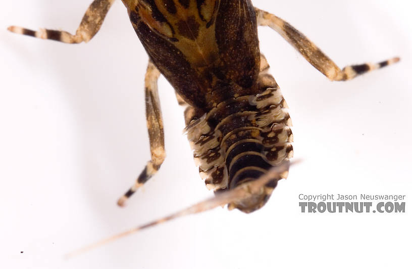 Ephemerella (Hendricksons, Sulphurs, PMDs) Mayfly Nymph from Cayuta Creek in New York