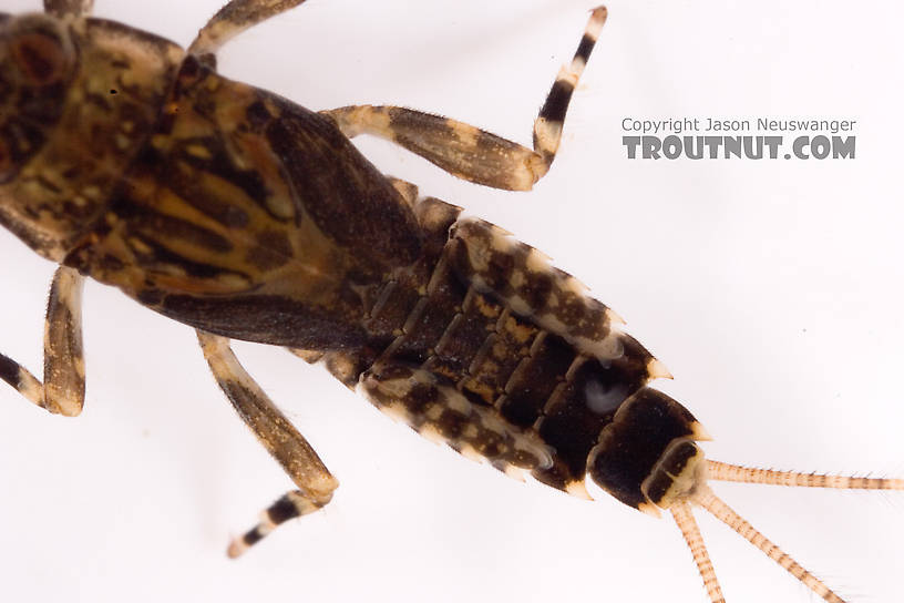 Ephemerella (Hendricksons, Sulphurs, PMDs) Mayfly Nymph from Cayuta Creek in New York