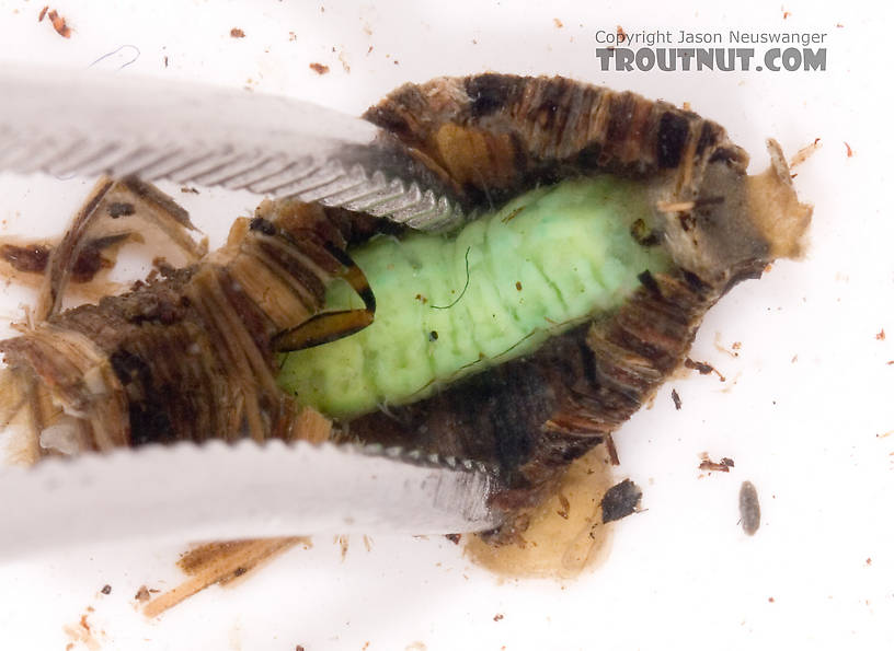 I wasn't so sure I would get this thing out of its case intact, so I took a picture during the extraction attempt.  I did end up knocking a few legs off in the process... oops.  Brachycentrus (Grannoms) Caddisfly Pupa from Cayuta Creek in New York