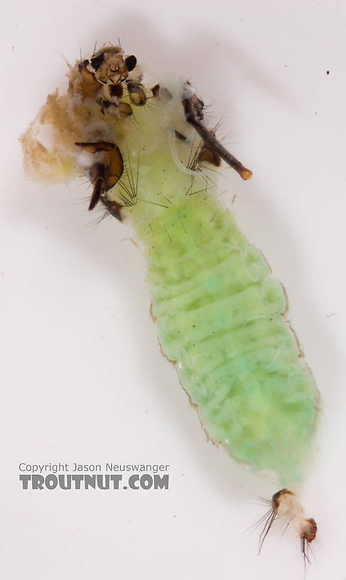 Brachycentrus (Grannoms) Caddisfly Pupa from Cayuta Creek in New York