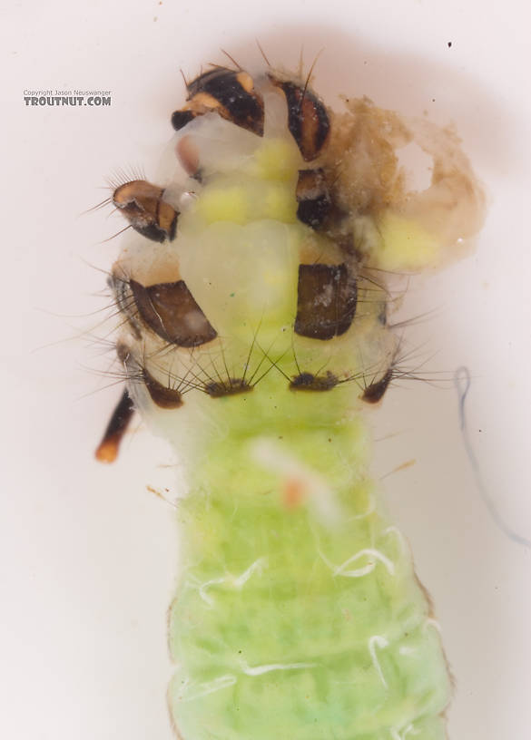 Incredible hulk?  Brachycentrus (Grannoms) Caddisfly Pupa from Cayuta Creek in New York