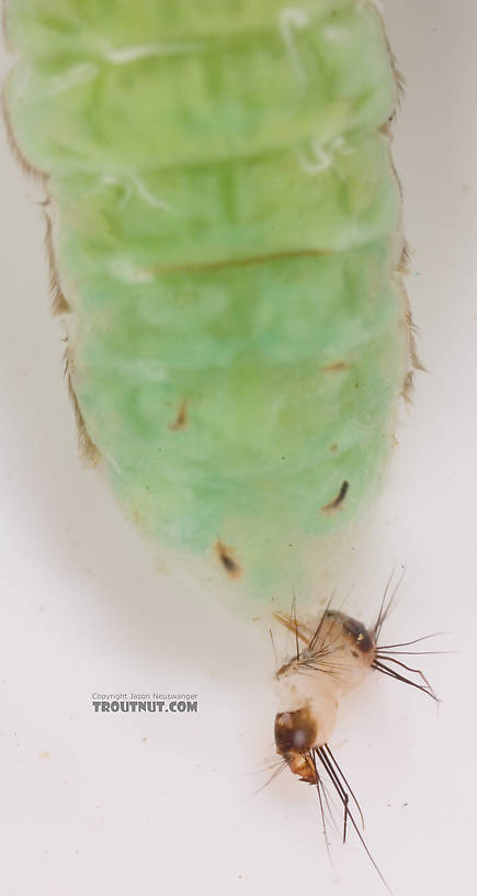 Brachycentrus (Grannoms) Caddisfly Pupa from Cayuta Creek in New York