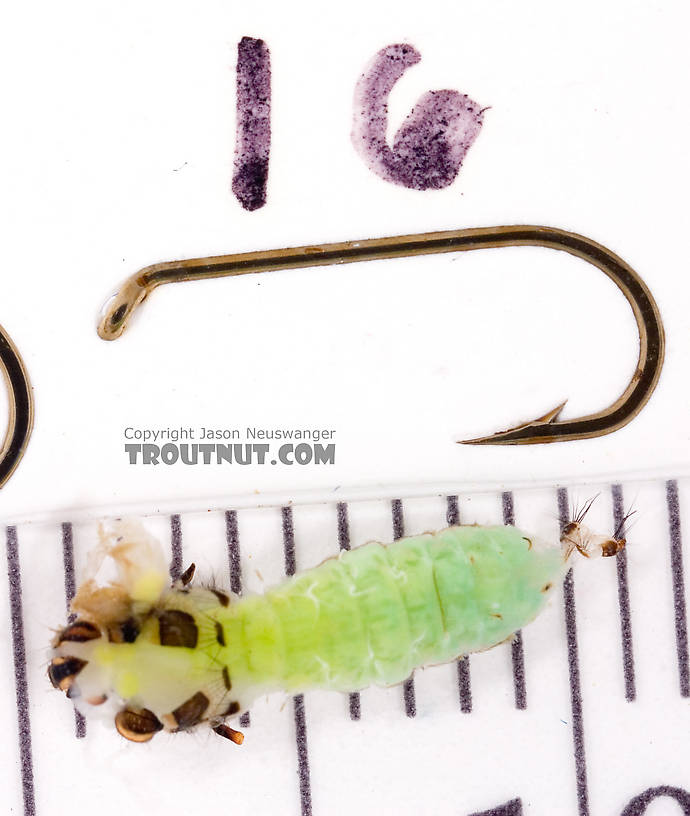 Brachycentrus (Grannoms) Caddisfly Pupa from Cayuta Creek in New York