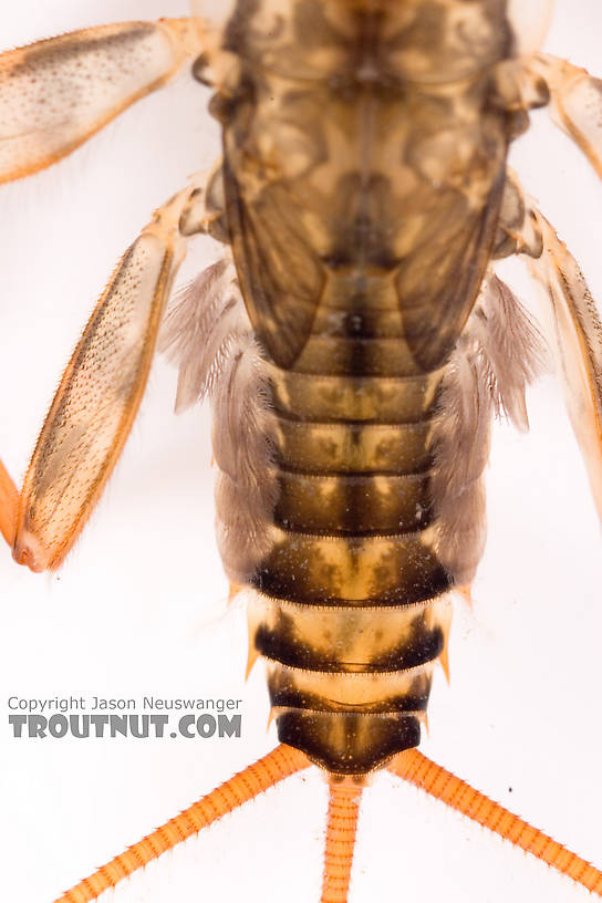 Maccaffertium (March Browns and Cahills) Mayfly Nymph from Cayuta Creek in New York