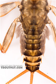 Maccaffertium (March Browns and Cahills) Mayfly Nymph