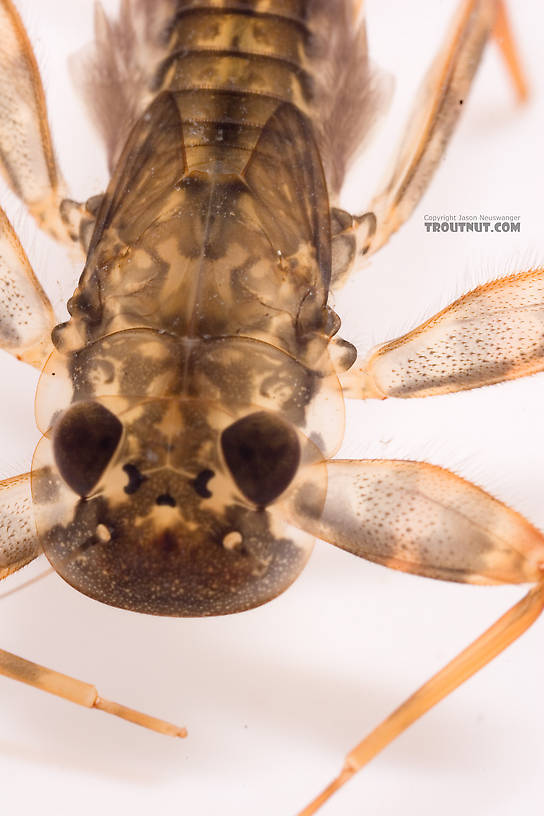 Maccaffertium (March Browns and Cahills) Mayfly Nymph from Cayuta Creek in New York