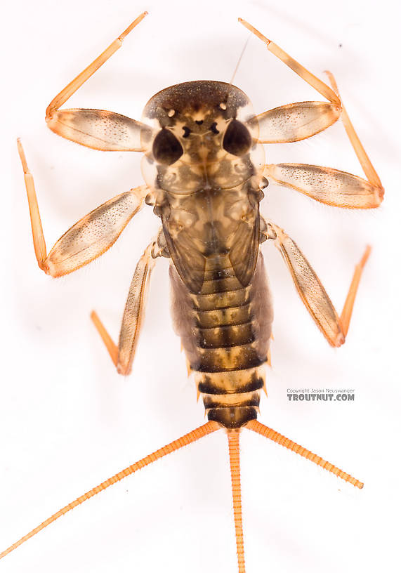 Maccaffertium (March Browns and Cahills) Mayfly Nymph from Cayuta Creek in New York