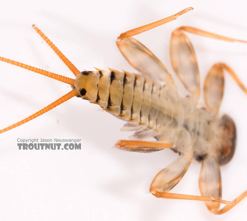 Maccaffertium (March Browns and Cahills) Mayfly Nymph from Cayuta Creek in New York