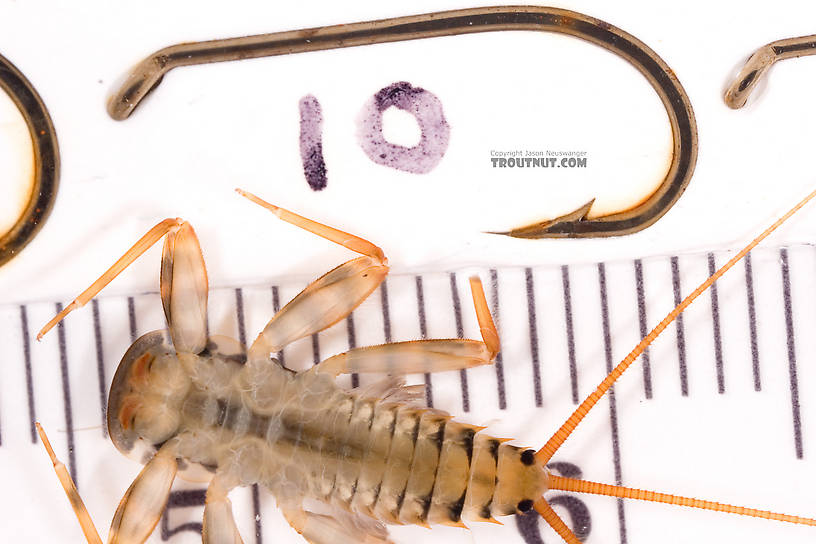 Maccaffertium (March Browns and Cahills) Mayfly Nymph from Cayuta Creek in New York