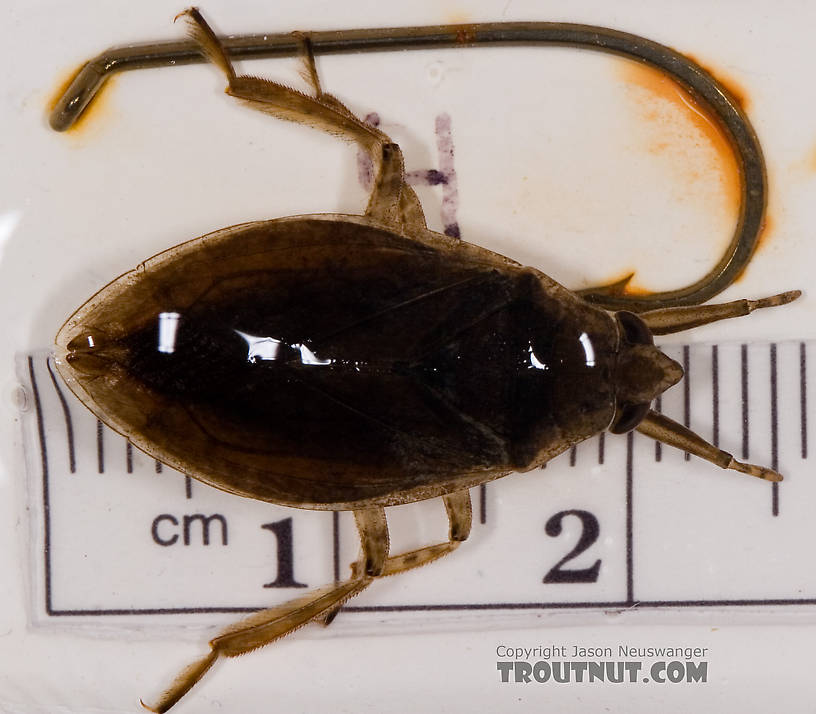 Belostoma flumineum (Electric Light Bug) Giant Water Bug Adult from the West Branch of Owego Creek in New York