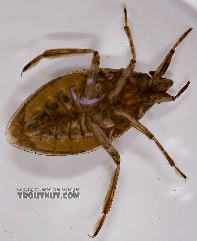 Belostoma flumineum (Electric Light Bug) Giant Water Bug Adult from the West Branch of Owego Creek in New York