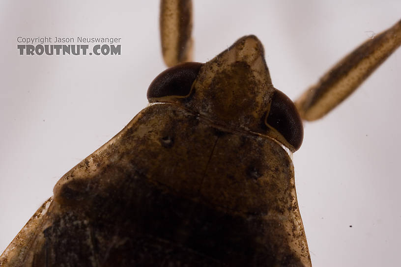 Belostoma flumineum (Electric Light Bug) Giant Water Bug Adult from the West Branch of Owego Creek in New York