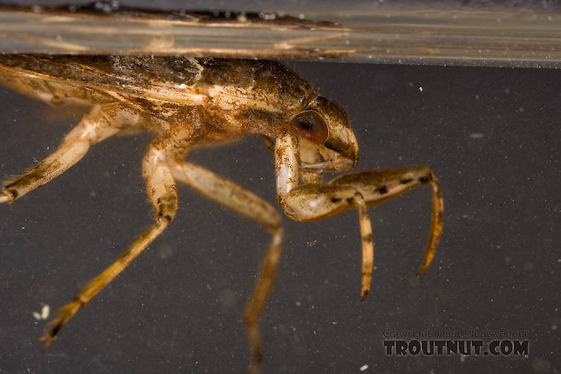 Belostoma flumineum (Electric Light Bug) Giant Water Bug Adult from the West Branch of Owego Creek in New York