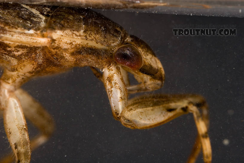 Belostoma flumineum (Electric Light Bug) Giant Water Bug Adult from the West Branch of Owego Creek in New York