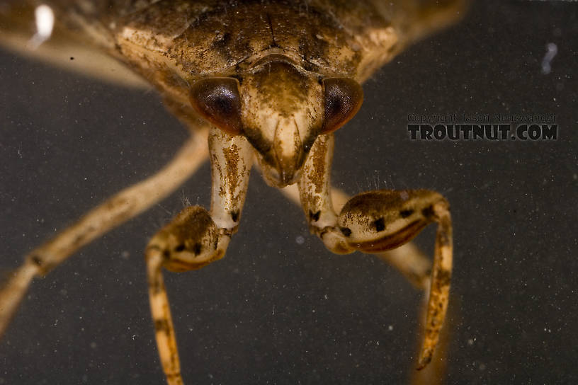 Belostoma flumineum (Electric Light Bug) Giant Water Bug Adult from the West Branch of Owego Creek in New York