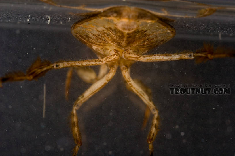 Belostoma flumineum (Electric Light Bug) Giant Water Bug Adult from the West Branch of Owego Creek in New York