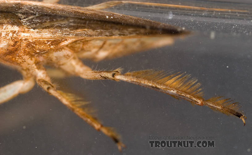 Belostoma flumineum (Electric Light Bug) Giant Water Bug Adult from the West Branch of Owego Creek in New York