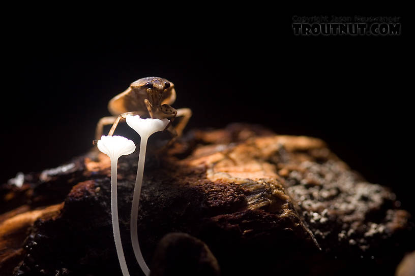 This is one of my favorite pictures.  Belostoma and other Hemiptera bugs aren't fully aquatic, and when I stuck this one in my aquarium it quickly crawled out of the water and up to the highest point, a pair of tiny mushrooms growing on a soggy log.  Belostoma flumineum (Electric Light Bug) Giant Water Bug Adult from the West Branch of Owego Creek in New York